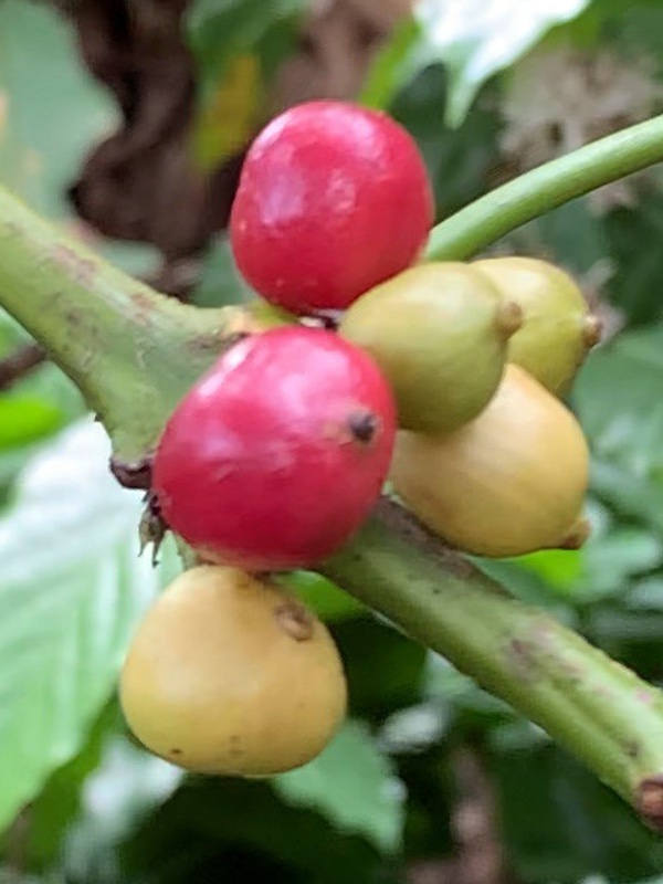 Sample 1 cherry