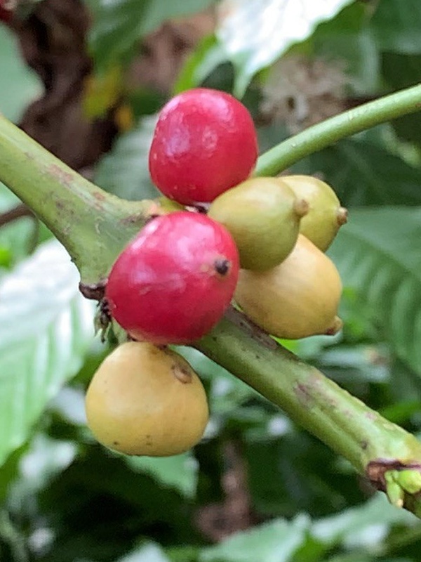 Sample 1 cherry